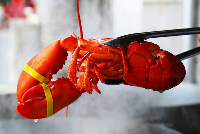 [url=http://tinyurl.com/m4pjojj]Homar [/url] nad wrzącym garnkiem