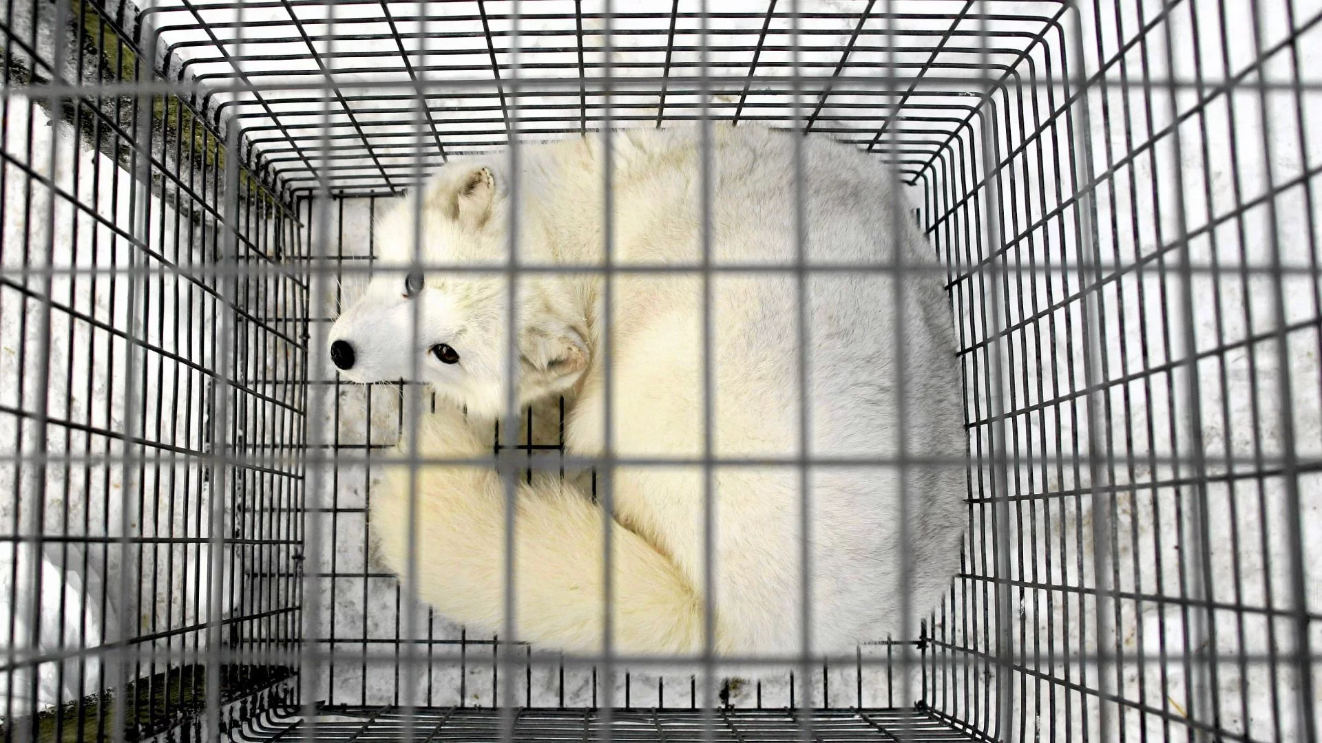 Hodowla zwierząt na futra zakazana przez Sejm. A takie są komentarze Koniec z hodowlą zwierząt na futra