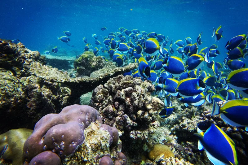 Snorkelling przy rafach koralowych to jedna z najtańszych atrakcji na Malediwach.