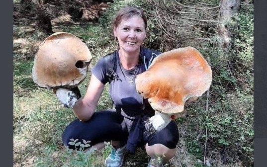 Grzyby 2020: MAPA Gdzie można zbierać grzyby, by nie dostać 500 zł mandatu?