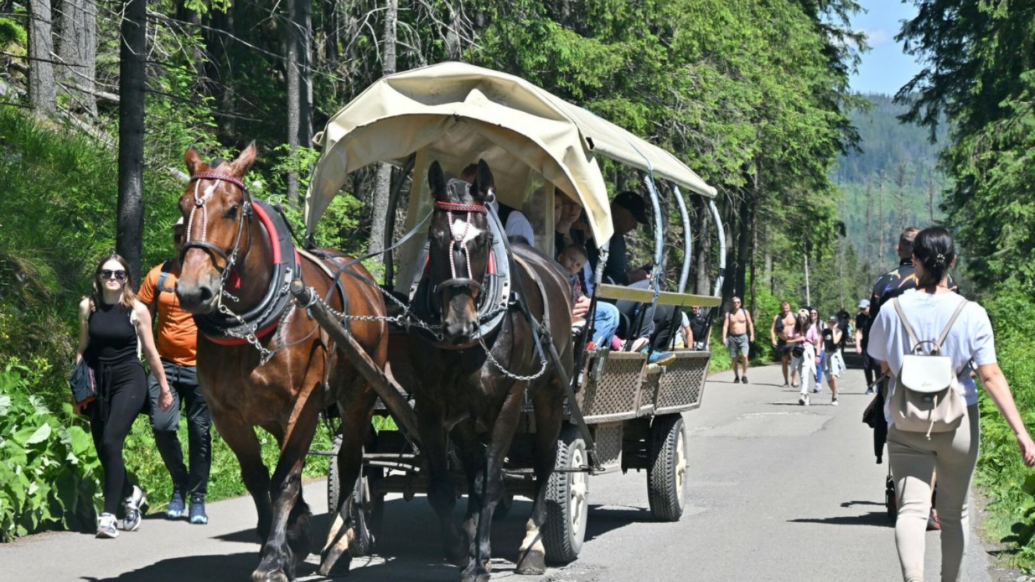 Konie nad Morskie Oko od majówki zastępują busy. Pojadą aż z Zakopanego Busem nad Morskie Oko z Zakopanego. Konie jeszcze chwilę tam zostaną