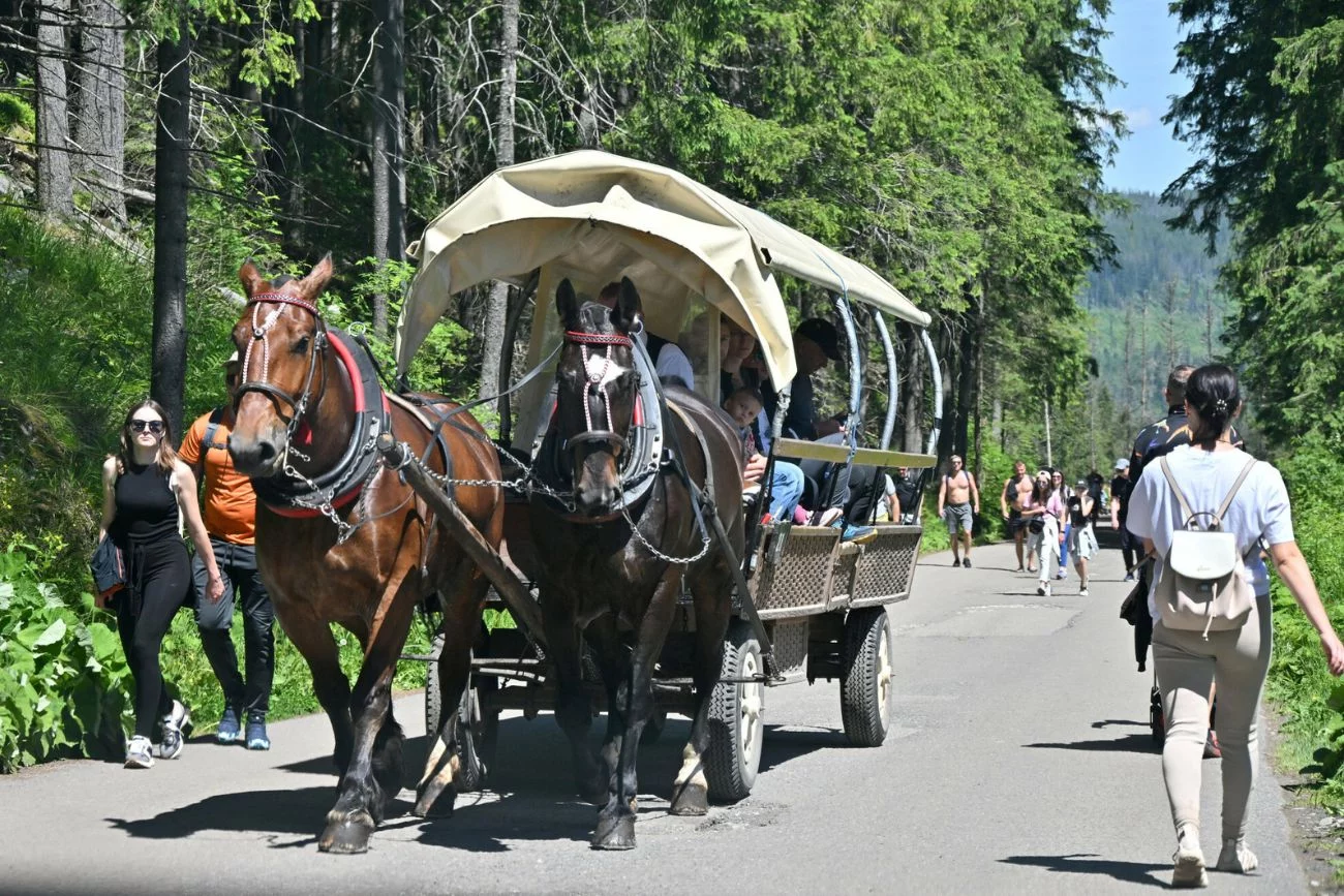 Busem nad Morskie Oko z Zakopanego. Konie jeszcze chwilę tam zostaną