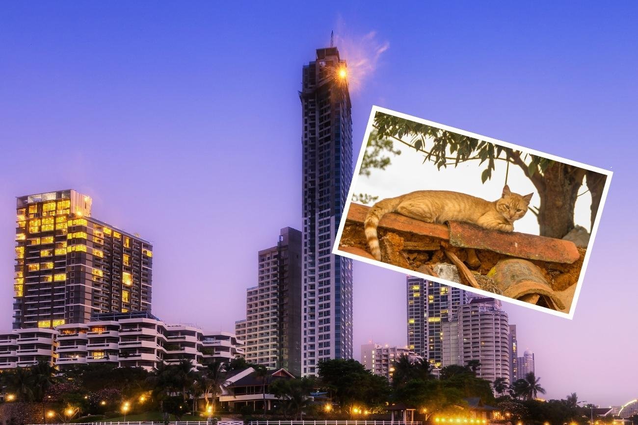 Kobieta, która była świadkiem zdarzenia, poinformowała prasę, że początkowo była pewna, że źródłem hałasu był kot