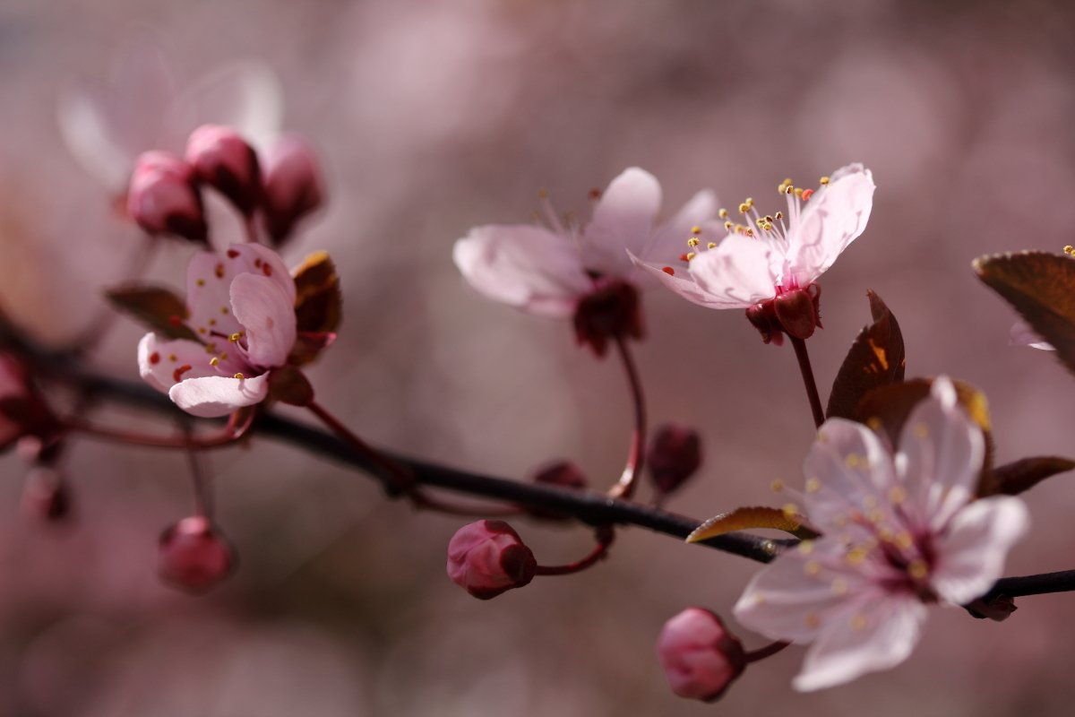 Autor: Anna Hildebrandt-Mrozek