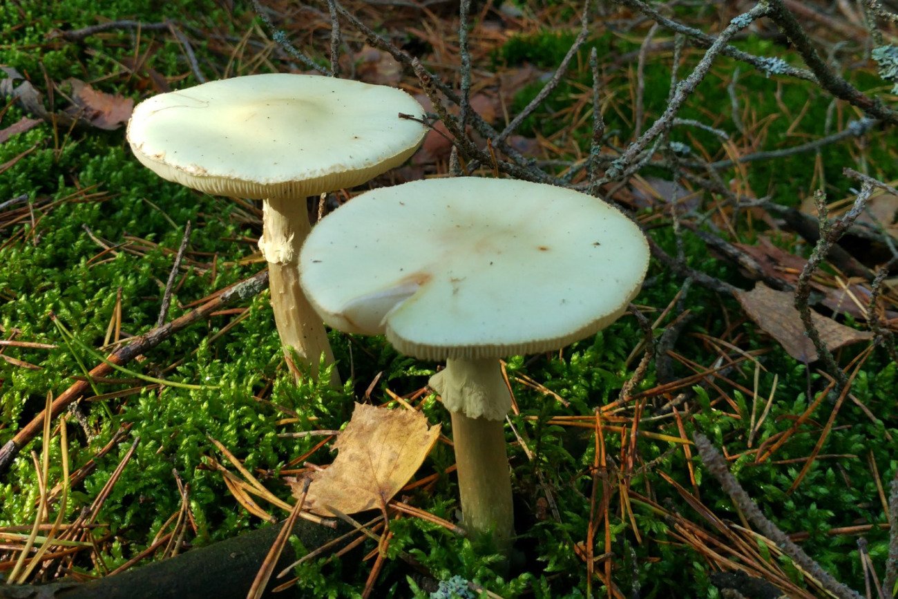 Muchomor sromotnikowy (amanita phalloides), zwany też zielonawym