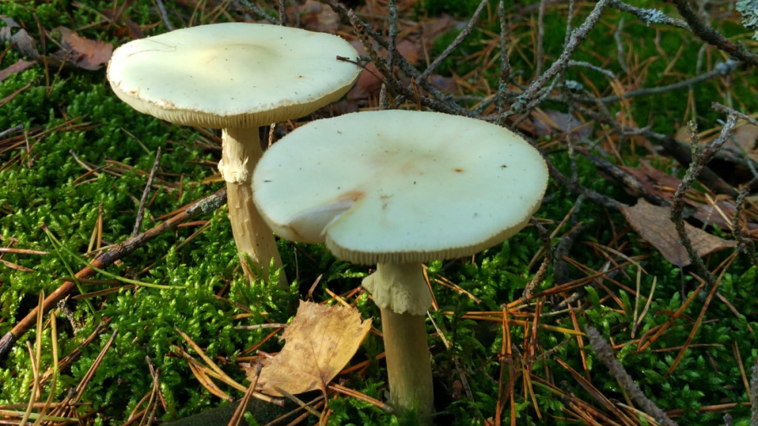 Muchomor sromotnikowy antidotum Muchomor sromotnikowy (amanita phalloides), zwany też zielonawym