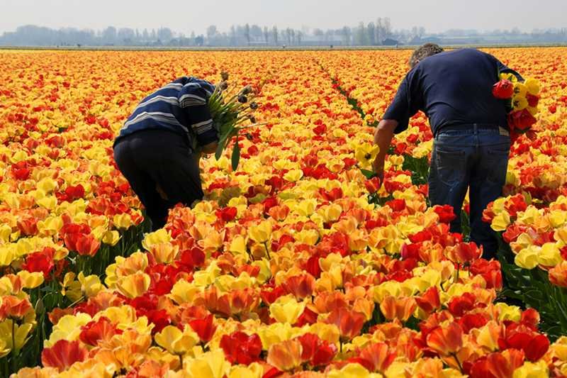 Czy Holendrzy naprawdę nas nienawidzą?