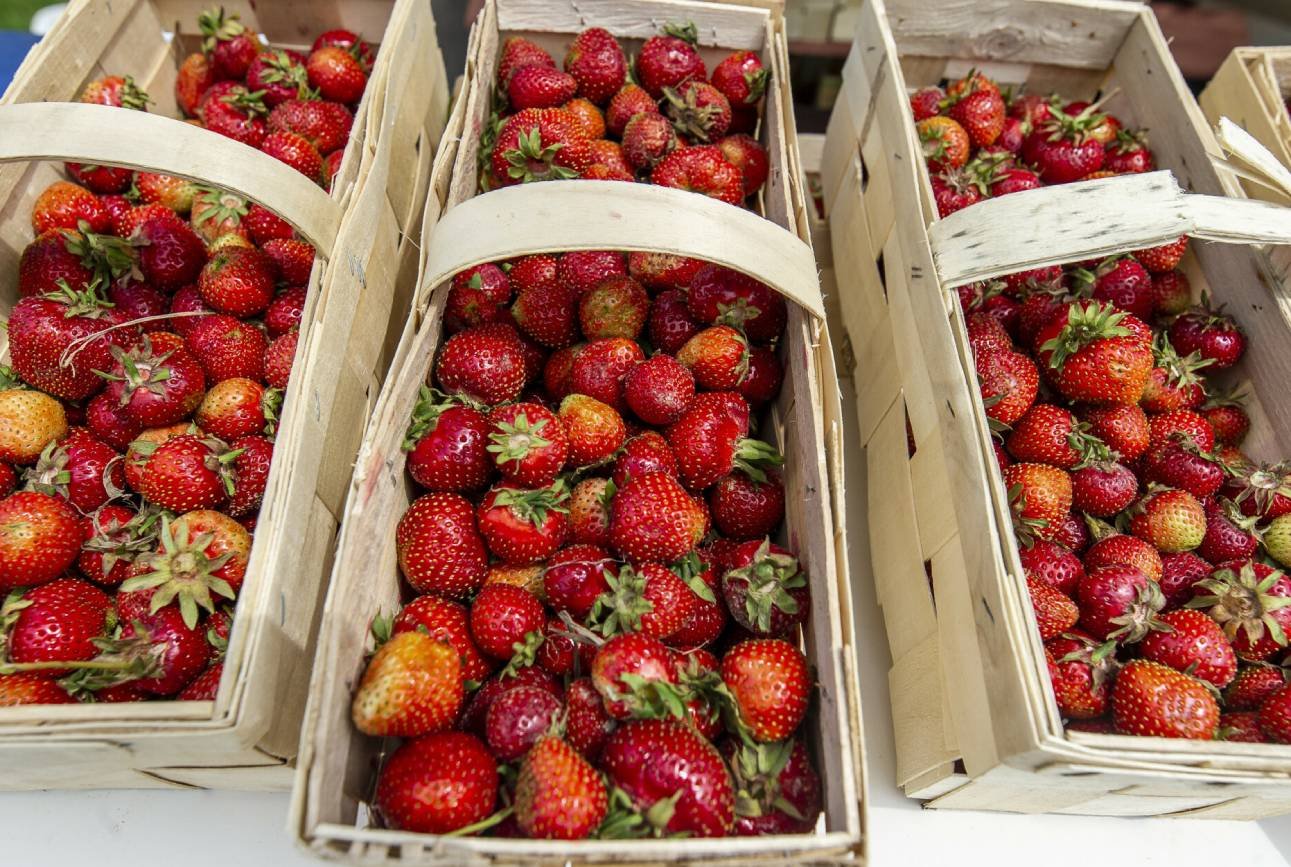 Jak przechowywać truskawki? Ten błąd pozbawia je smaku