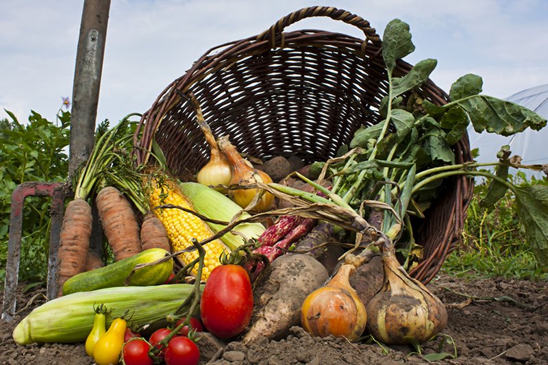 Żywność organiczna wcale nie jest zdrowsza