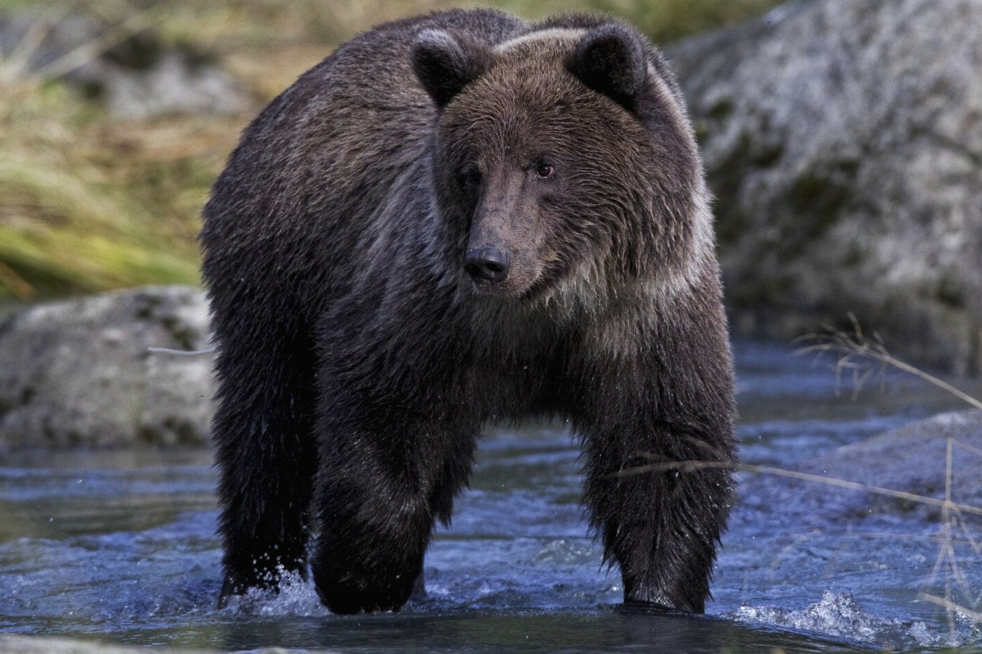 Niedźwiedź grasuje w okolicy Sanoka. Gmina ostrzega mieszkańców.