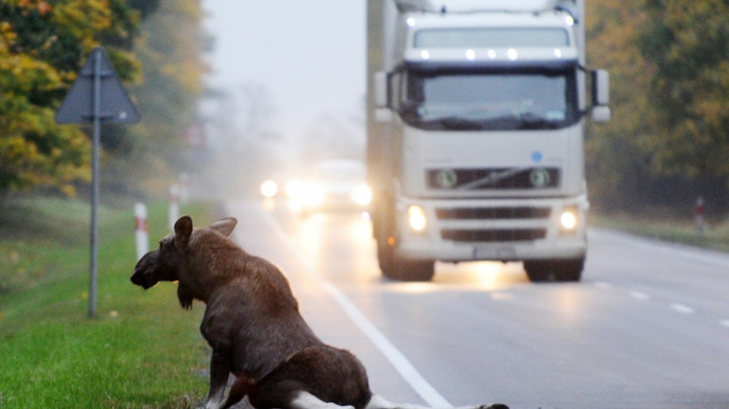 Tego łosia nie udało się uratować