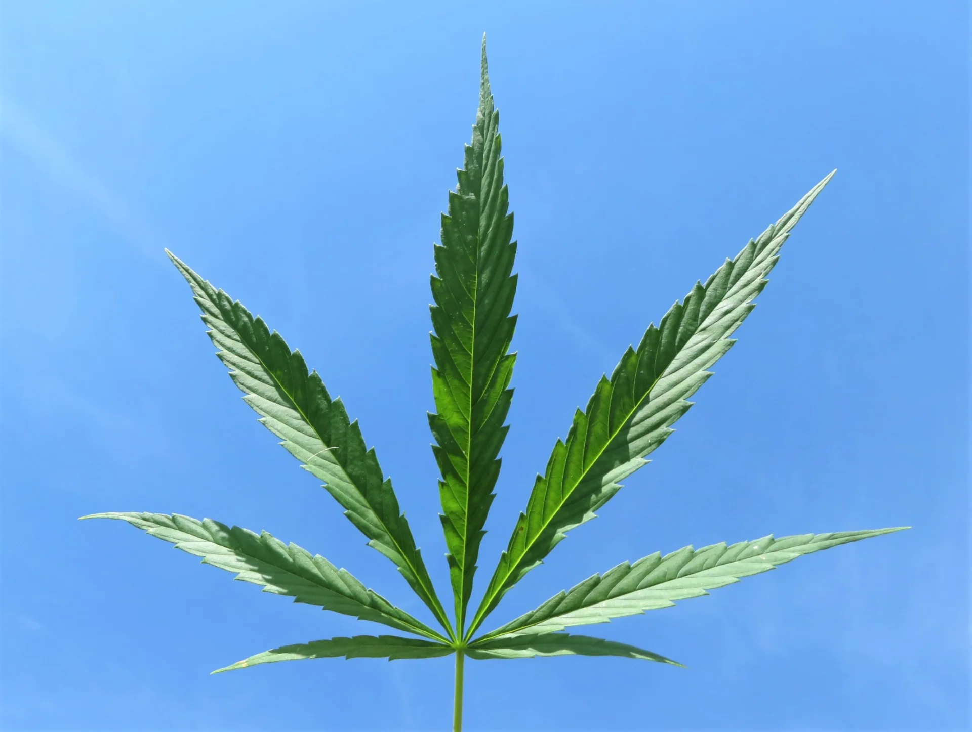 Cannabis sativa L.