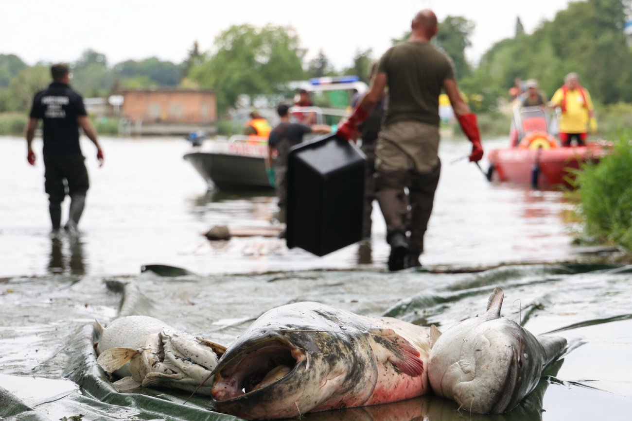 Śnięte ryby znowu we Wrocławiu, w Odrze. Kolejna katastrofa w 2023 roku?