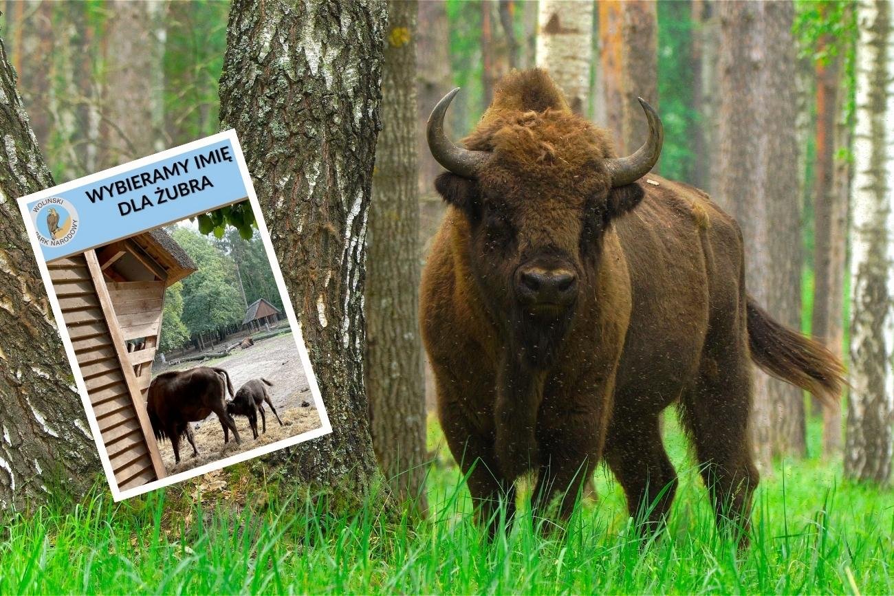 W Polsce żyje około 1/4 całej światowej populacji żubrów