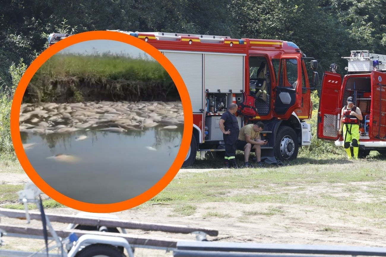 Katastrofa ekologiczna w Polsce. Dzierżno Duże nieopodal Gliwic umiera przez "złotą algę"