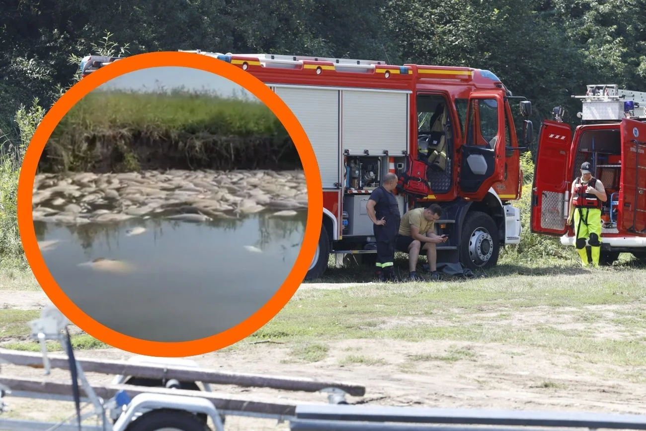 Katastrofa ekologiczna w Polsce. Dzierżno Duże nieopodal Gliwic umiera przez "złotą algę"