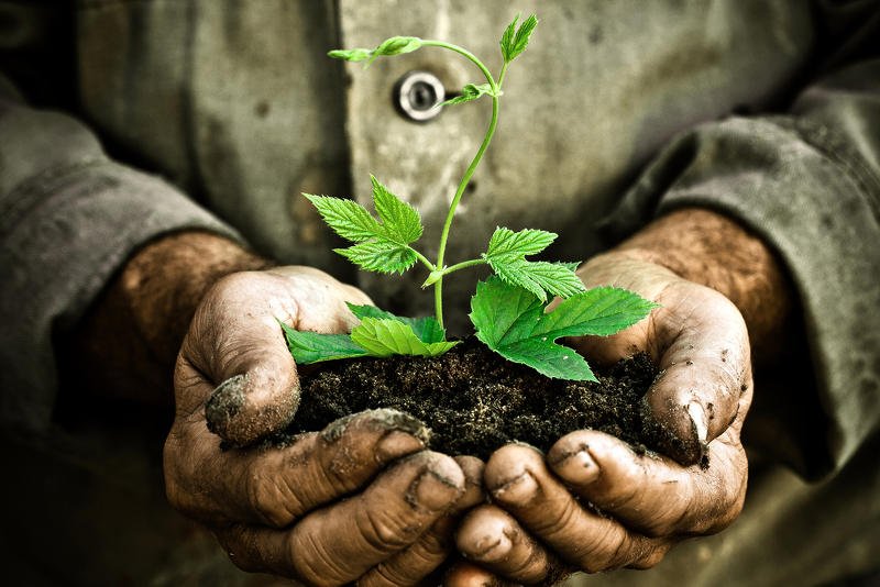 Jedzenie "chwastów" to powrót do korzeni? Moda, a może zwykła fanaberia?