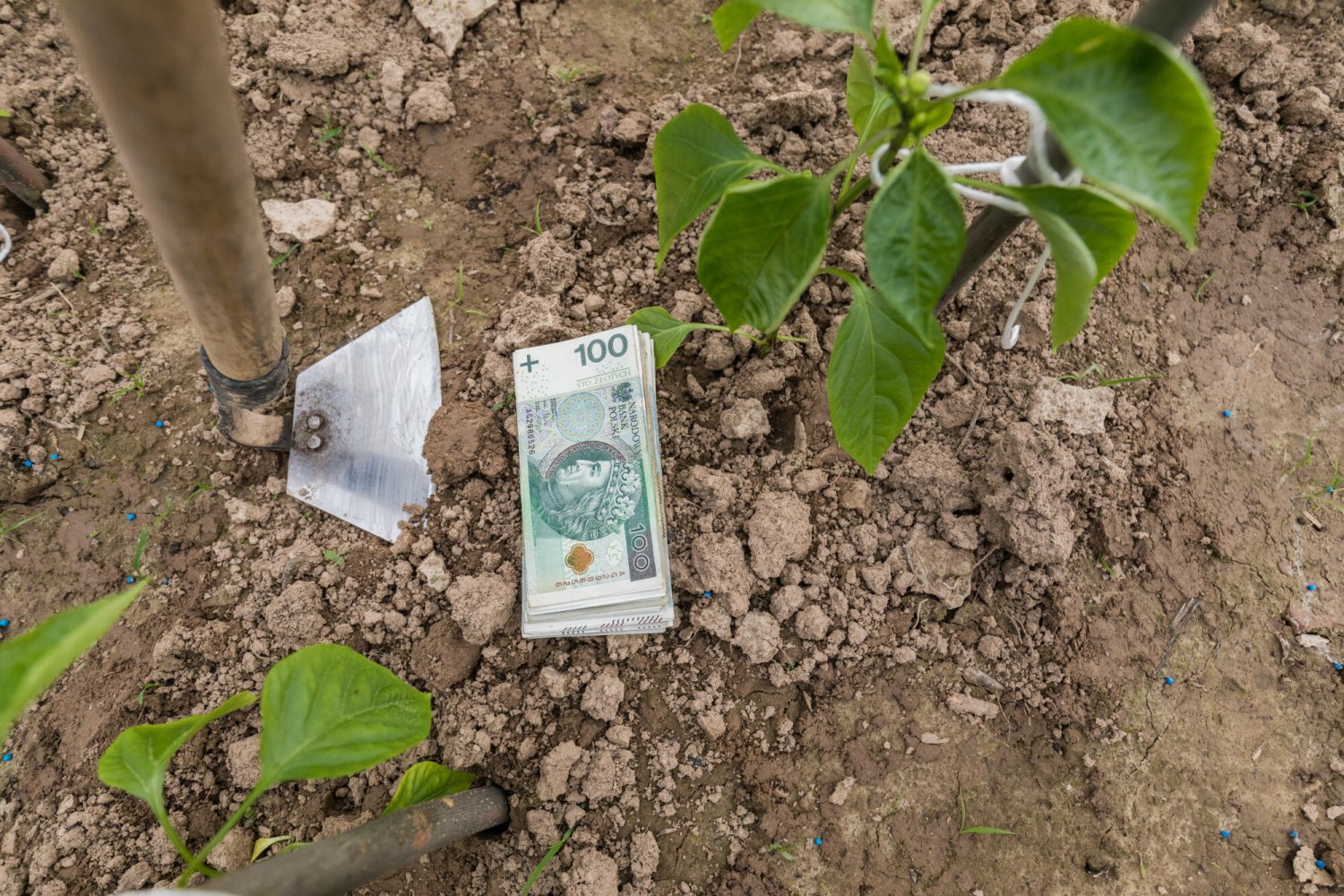 KRUS ujawnił wysokość składek na II kwartał 2025 roku.