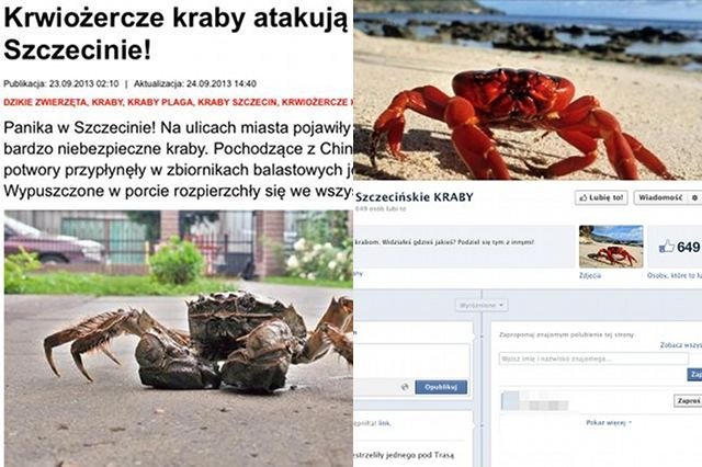 Szczecińskie kraby podbijają internet i redakcję "Super Expressu"