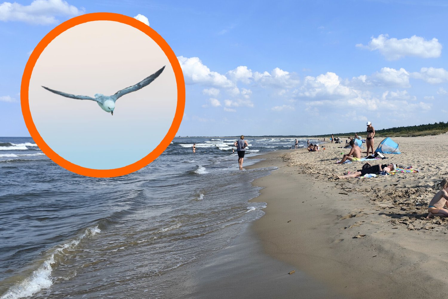 Odkrycie nad Bałtykiem. Pierwszy raz uchwycono "ptaka widmo"