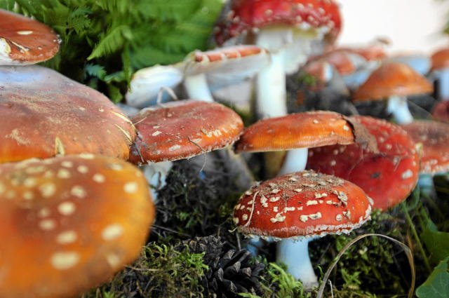 Sanepid oferuje grzybiarzom bezpłatne konsultacje