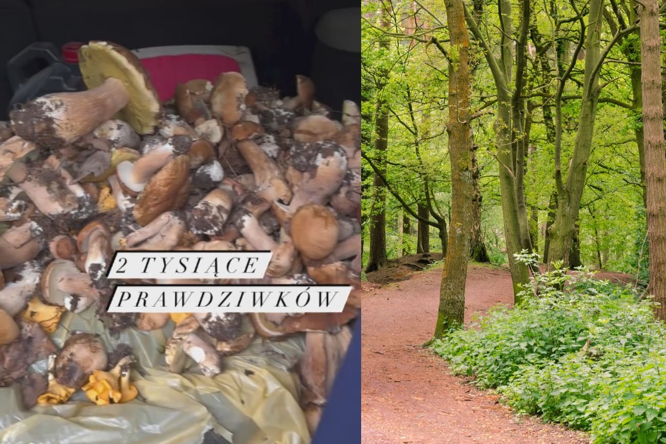 Rekordowe grzybobranie jeszcze przed sezonem. To spełnienie marzeń zbieraczy