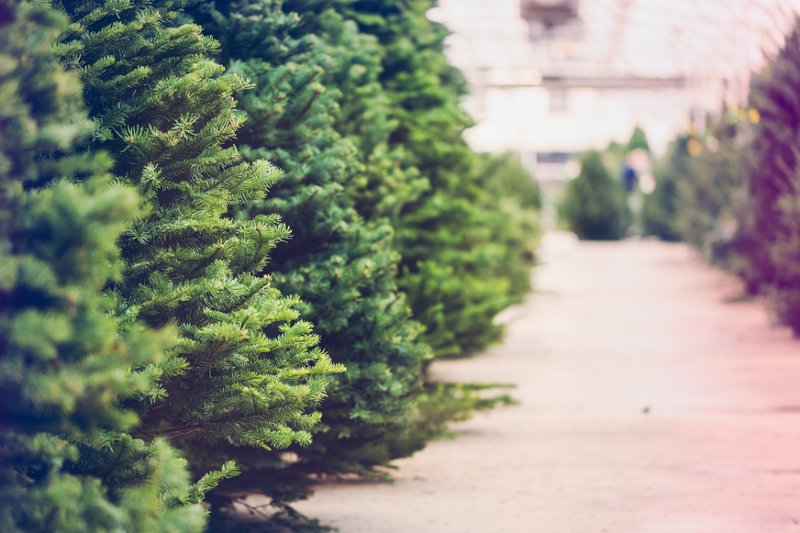 Polacy przed świętami dzielą się na zwolenników sztucznych i prawdziwych drzewek świątecznych.