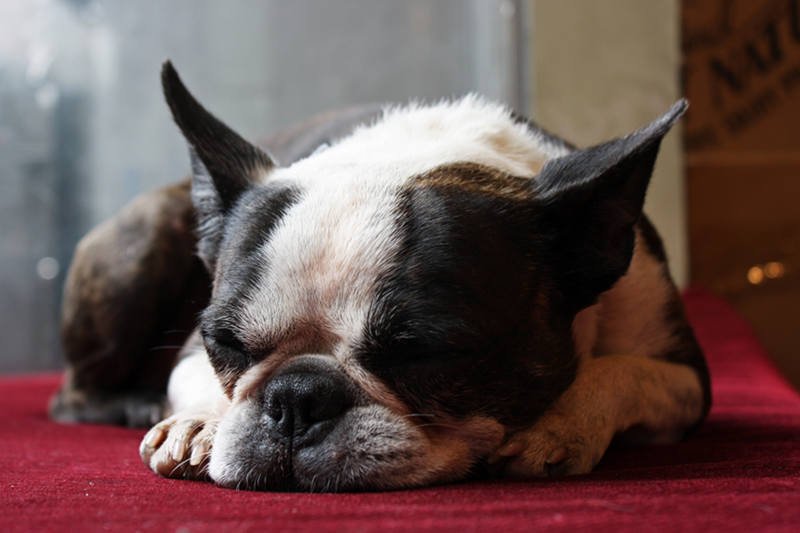 Pies rasy Boston Terrier