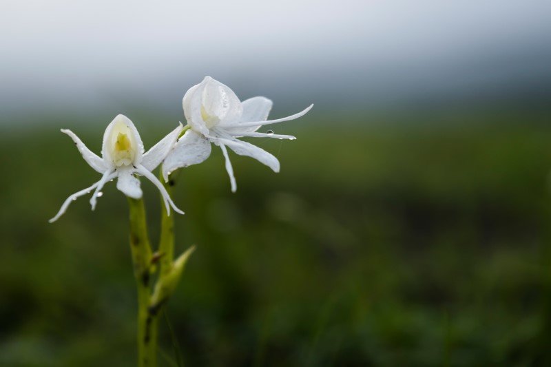9 gatunków roślin, które wymarły w 2022 roku