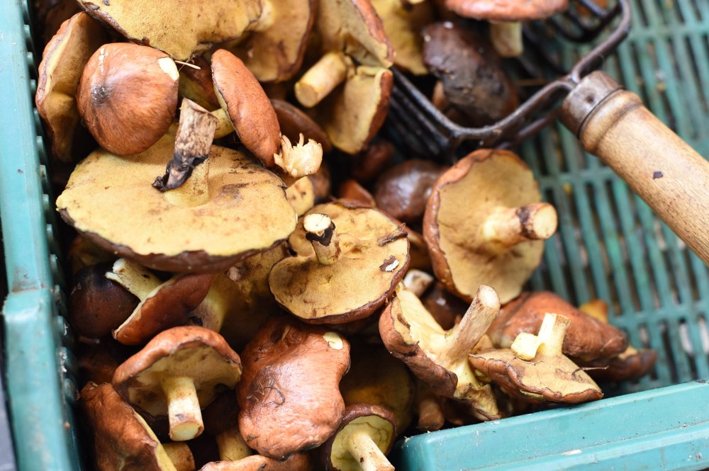 Wśród najbardziej cenionych pod względem zdrowotnym grzybów na świecie występują m.in. boczniaki i pieczarki, ale oprócz nich niezwykłe właściwości dla organizmu mogą mieć także inne gatunki spotykane w naszym kraju. Które z nich warto zbierać?