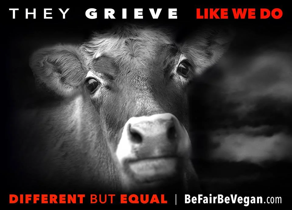 BE FAIR BEVEGAN - wegańska kampania billboardowa na Time Squere.
Inne, a jednak takie same jak my!