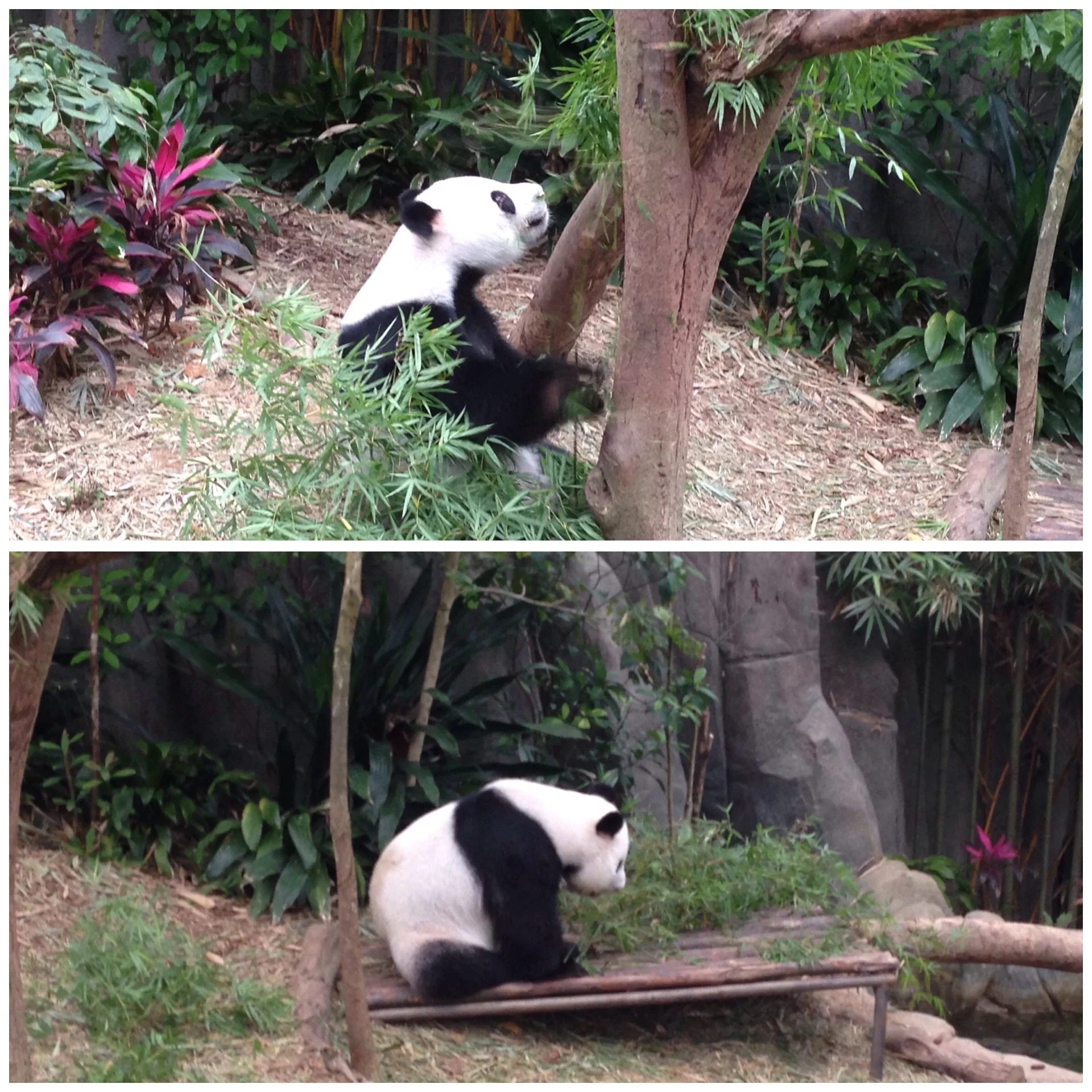 Pandy w singapurskim ZOO.