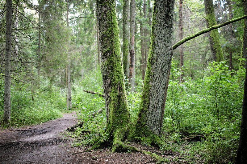 PiS dopiął swego. Minister Szyszko zatwierdził wycinkę Puszczy Białowieskiej