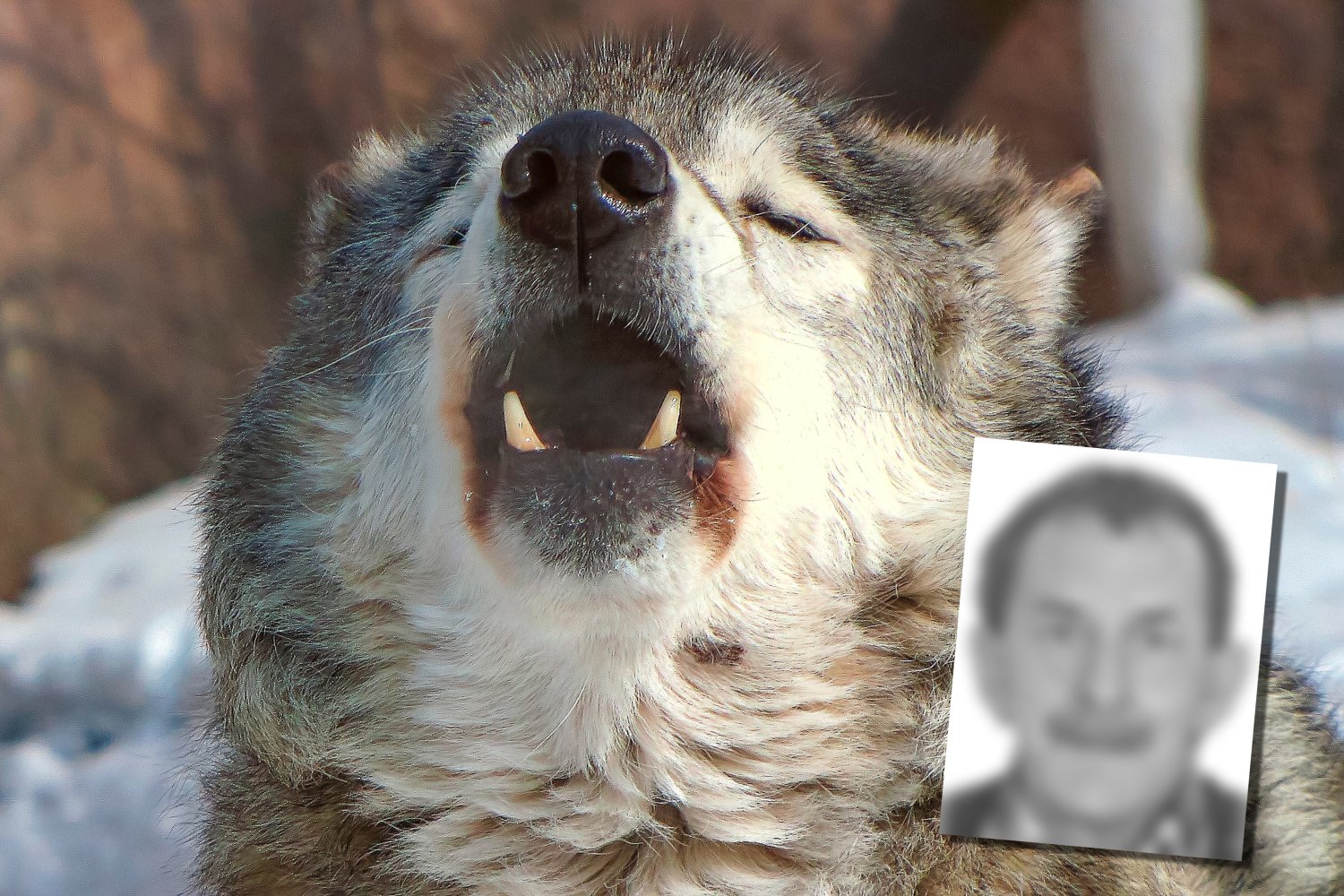 Ciało odnalezione przez Straż Graniczną zostało nadjedzone przez padlinożerców.