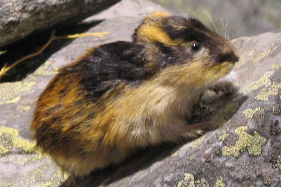 Leming - gryzoń, któremu zawdzięczamy ubarwienie polskiej debaty politycznej