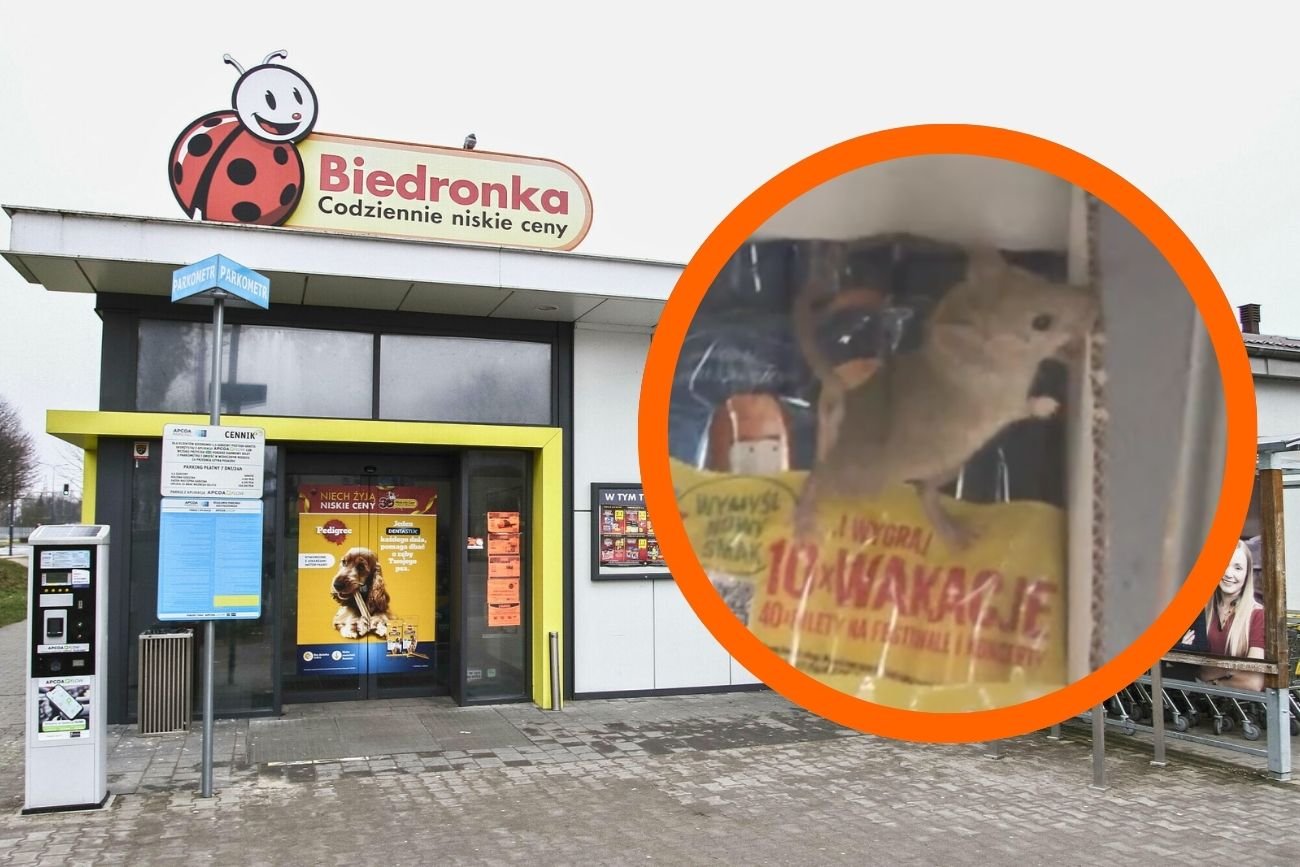 Mysz na półce w Biedronce