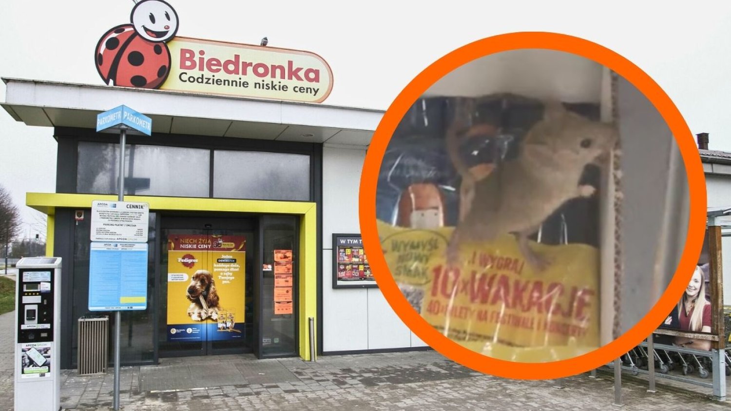 Mysz na półce w Biedronce