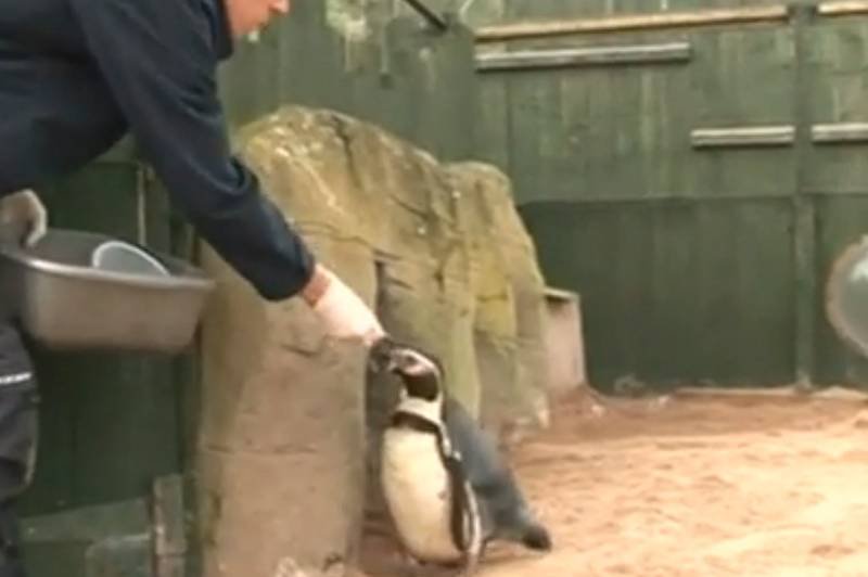 Pracownicy akwarium w Scarborough muszą podawać pingwinom środki antydepresyjne