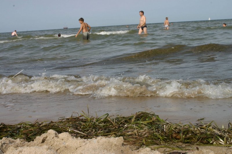 Pierwszy zakwit sinic nad Bałtykiem w tym roku.