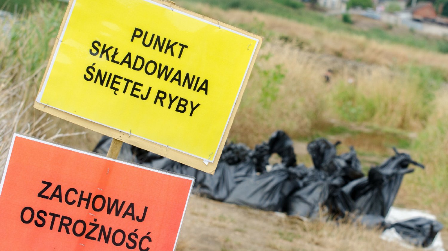 Kiedy zakaz polowań nad Odrą? Posłanka Hołowni interweniuje o Morawieckiego