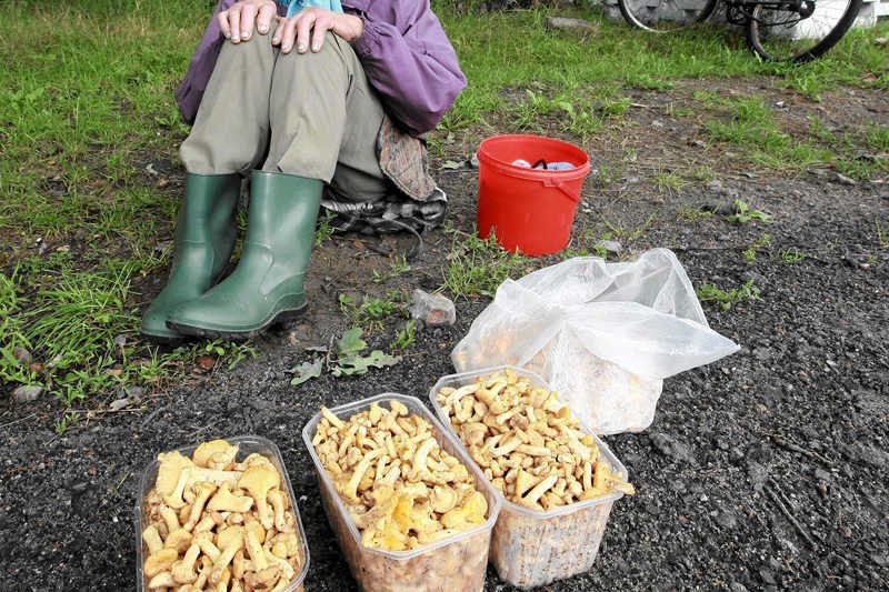 Przydrożny handel grzybami