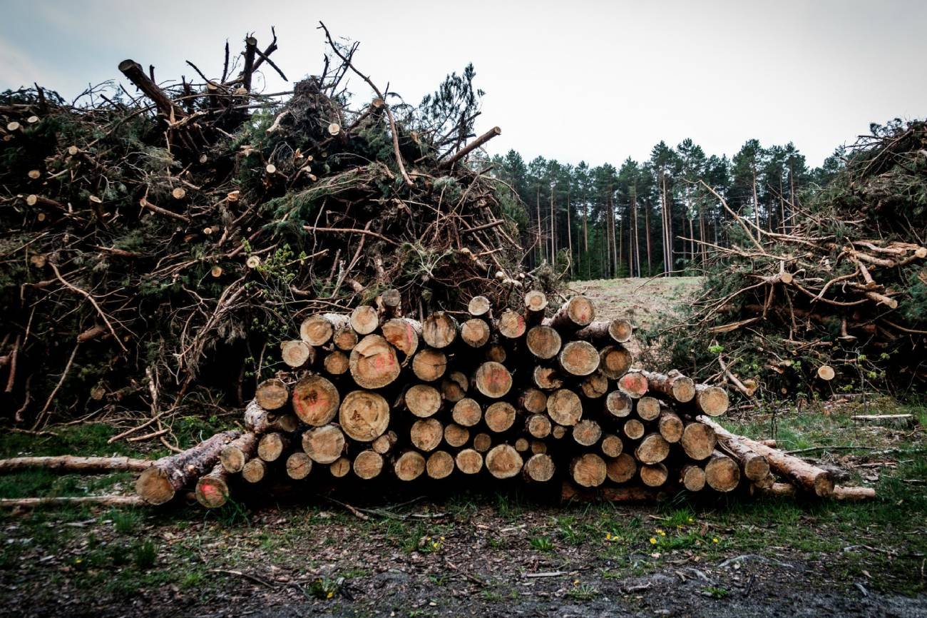 Polacy rzucili się do lasów po chrust. Leśniczy muszą wprowadzać limity