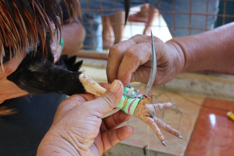 Krew, testosteron i pieniądze, czyli walki kogutów na Filipinach. Nigdy czegoś podobnego nie widziałem