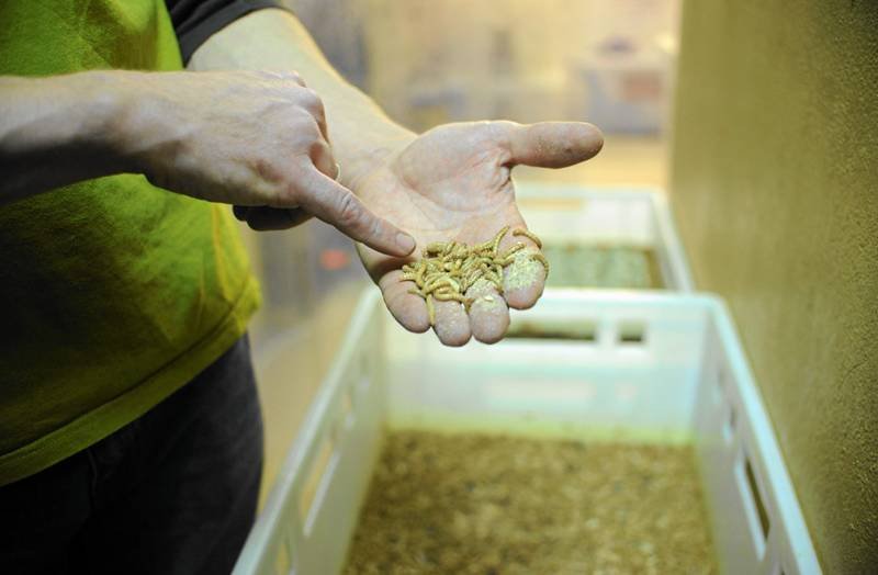 We Wrzeszczu powstał automat z przynętą