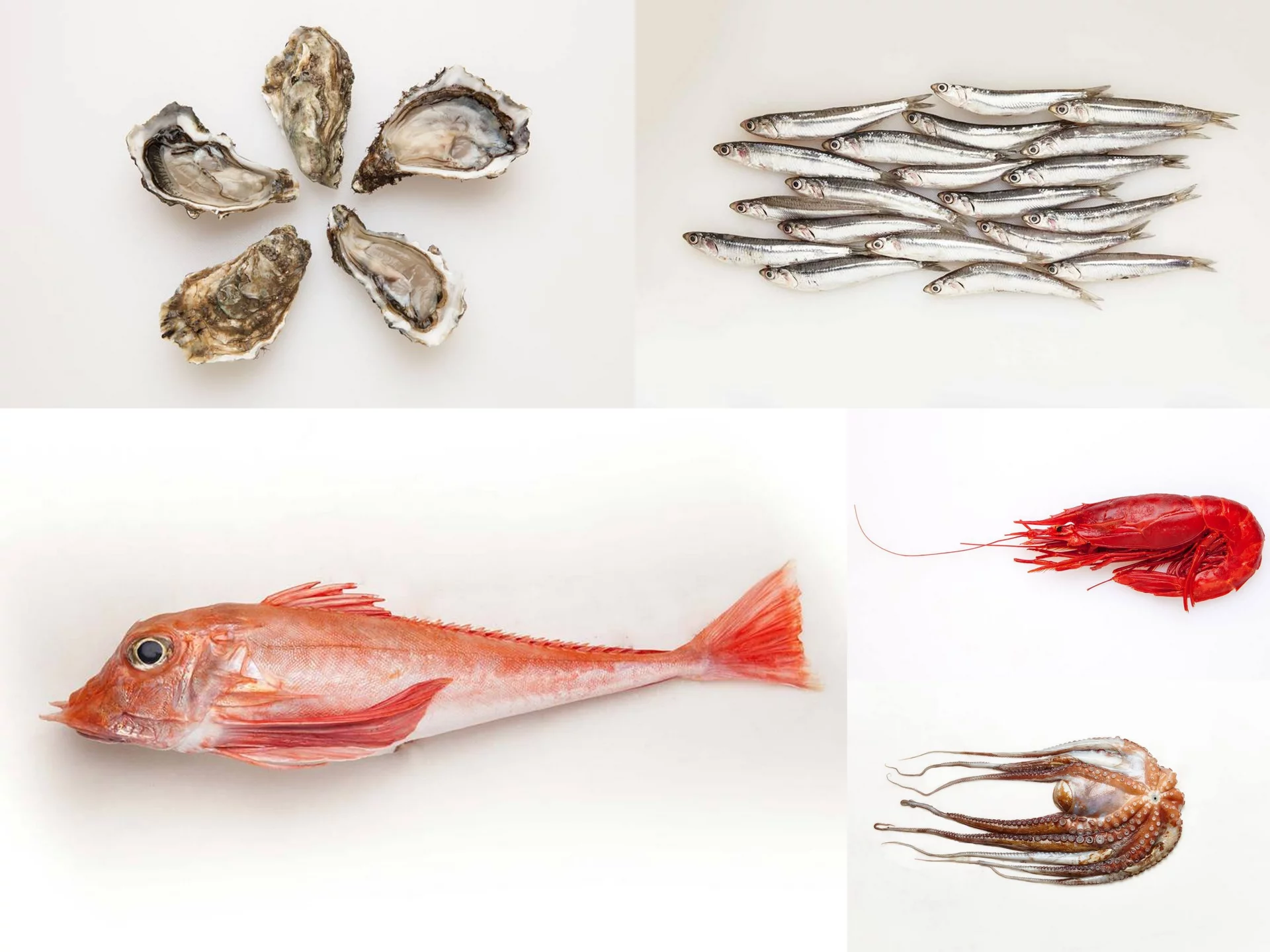 Owoce morza i ryby od Fish lovers