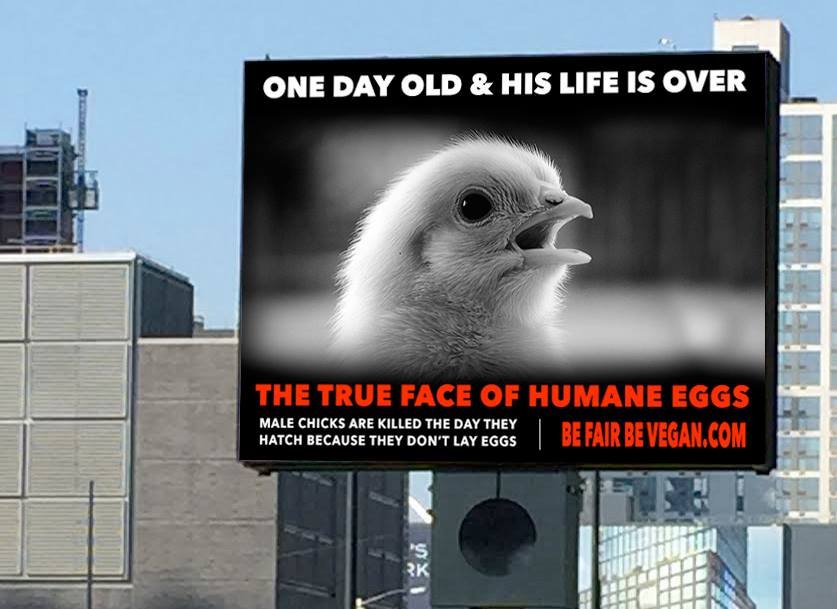 Wegańska kampania billboardowa Be fair be vegan na Time Squere
