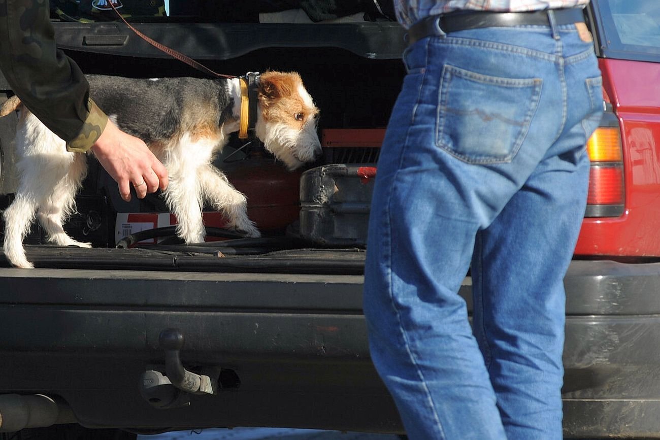 Ludzie wyrzucili ciężarną suczkę z jadącego samochodu (zdjęcie ilustracyjne)