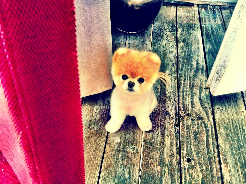 problem: little dog + big world = neck cramps
solution: gimme treats.