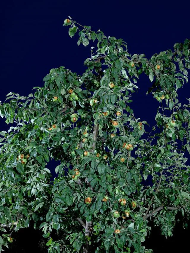 Oskar Dawicki, "Drzewo wiadomości", 2009