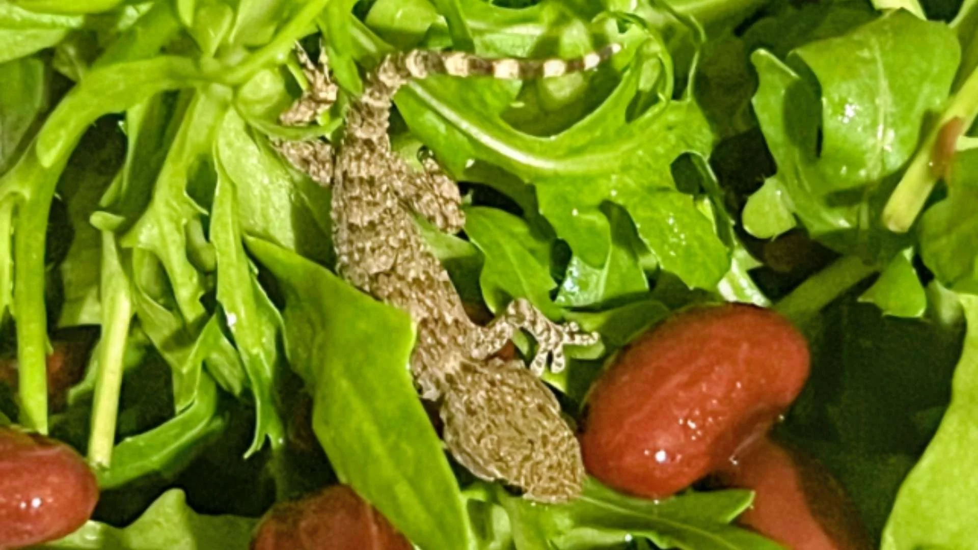 Pasażer na gapę w rukoli. Kobieta uratowała go w ostatniej chwili